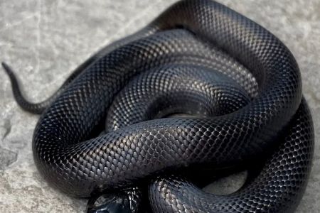 Great Basin Serpentarium
