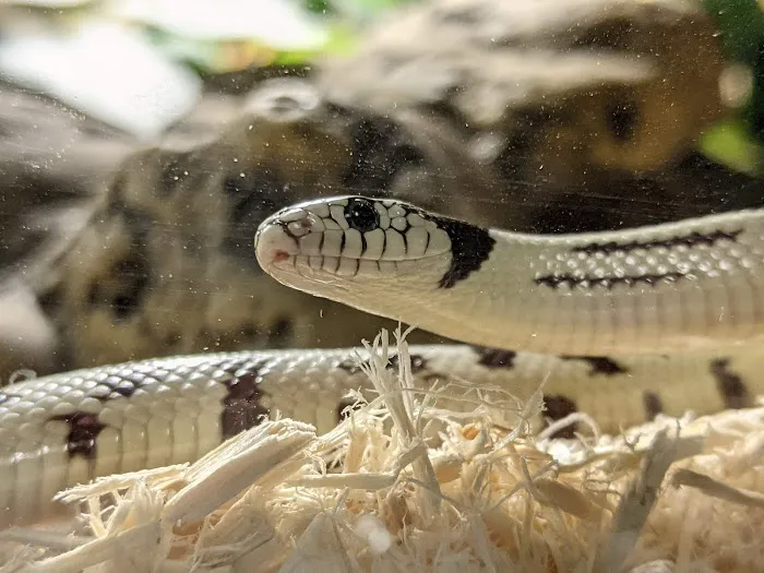 Great Basin Serpentarium 12