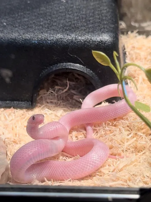 Great Basin Serpentarium 12