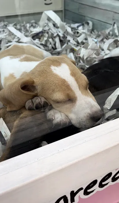 The Puppy Store Vineyard 12