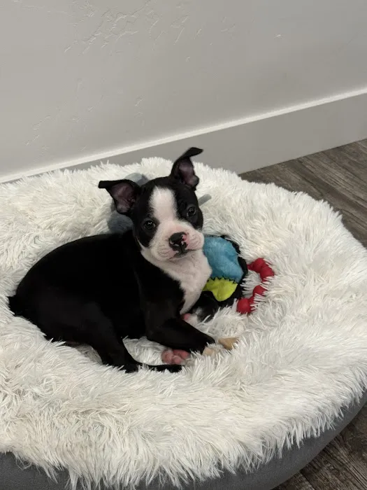 The Puppy Store Vineyard 12