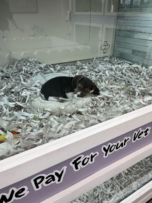 The Puppy Store Vineyard 12