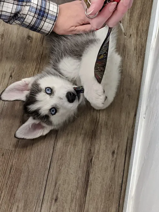 The Puppy Store Vineyard 12