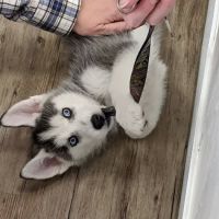 The Puppy Store Vineyard ico