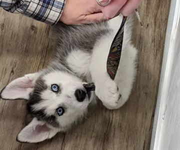 The Puppy Store Vineyard