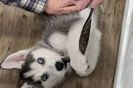 The Puppy Store Vineyard