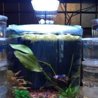 Aquatic Evolution LLC ico
