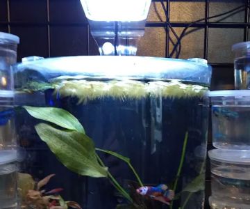 Aquatic Evolution LLC