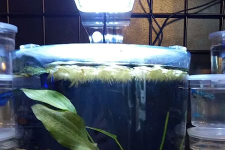 Aquatic Evolution LLC