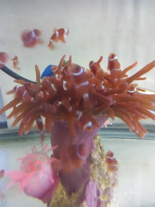 A Reef Oasis 12