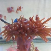 A Reef Oasis ico