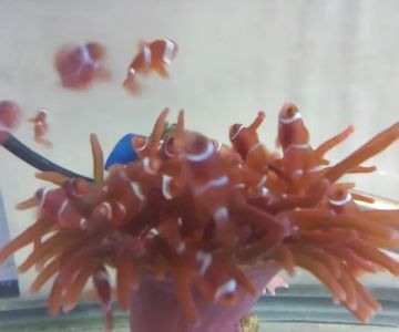 A Reef Oasis