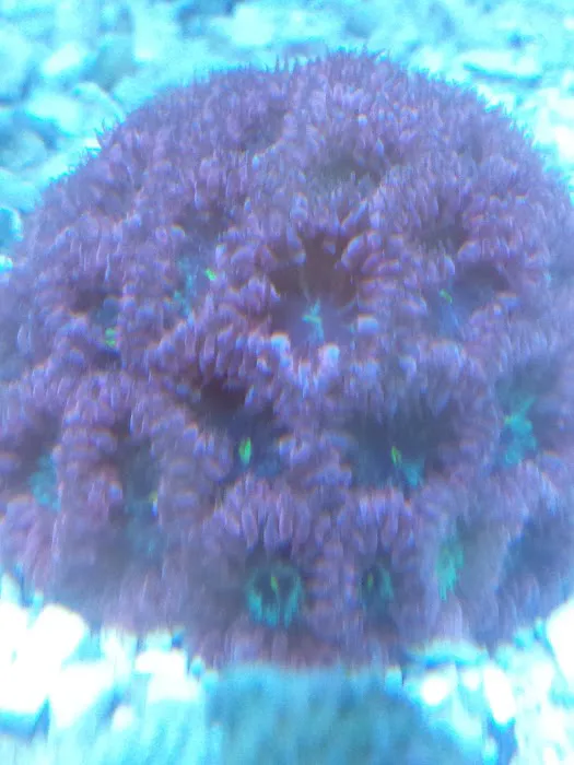 A Reef Oasis 12