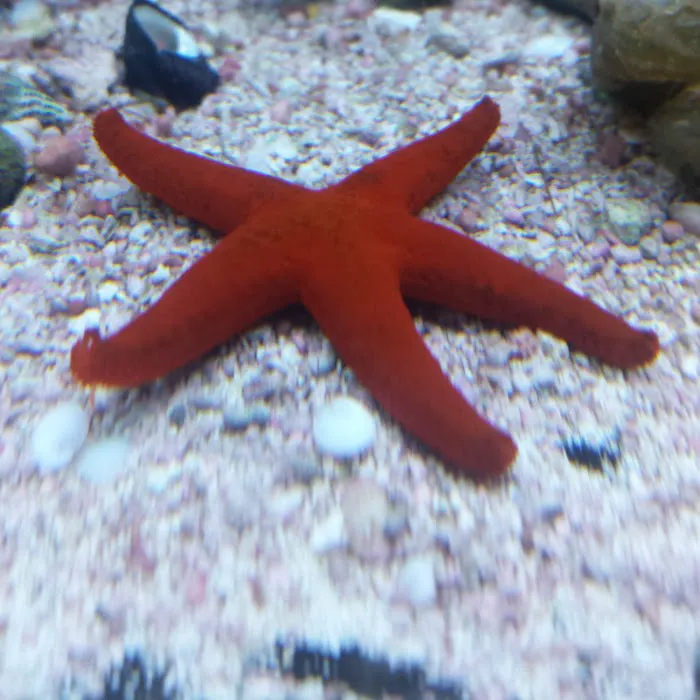 A Reef Oasis 12