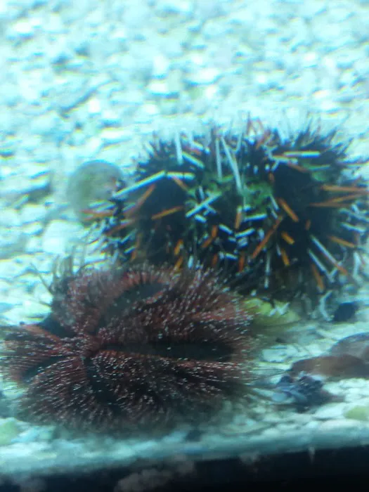 A Reef Oasis 12