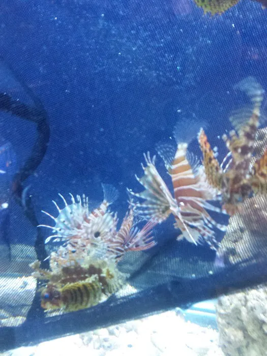 A Reef Oasis 12