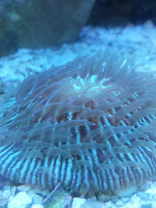 A Reef Oasis 12