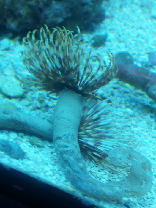 A Reef Oasis 12