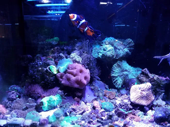 A Reef Oasis 12