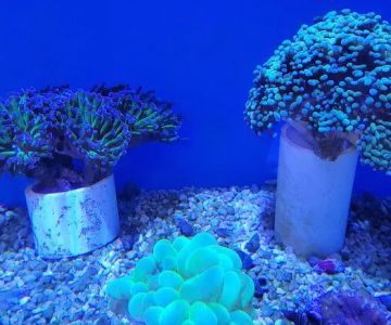 OCD Reefs