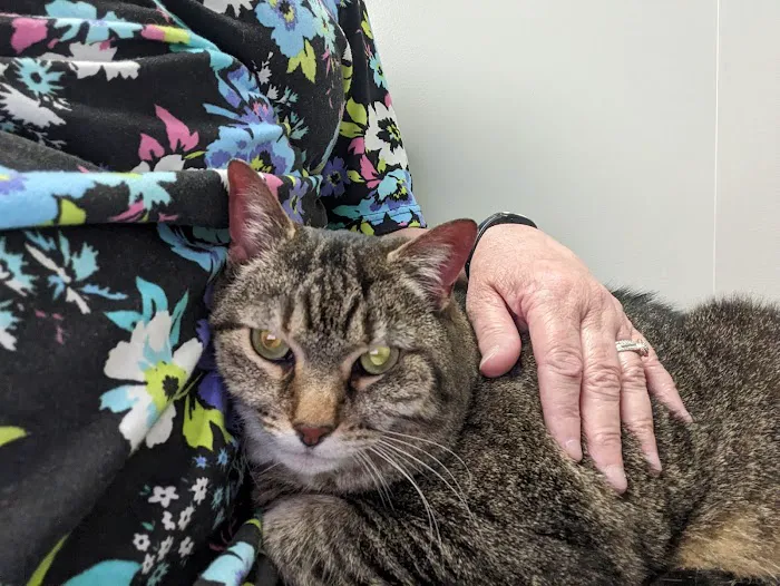 Concord Chapel Animal Hospital 12