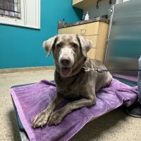 Concord Chapel Animal Hospital ico