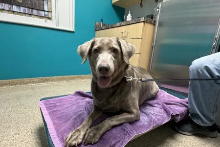 Concord Chapel Animal Hospital