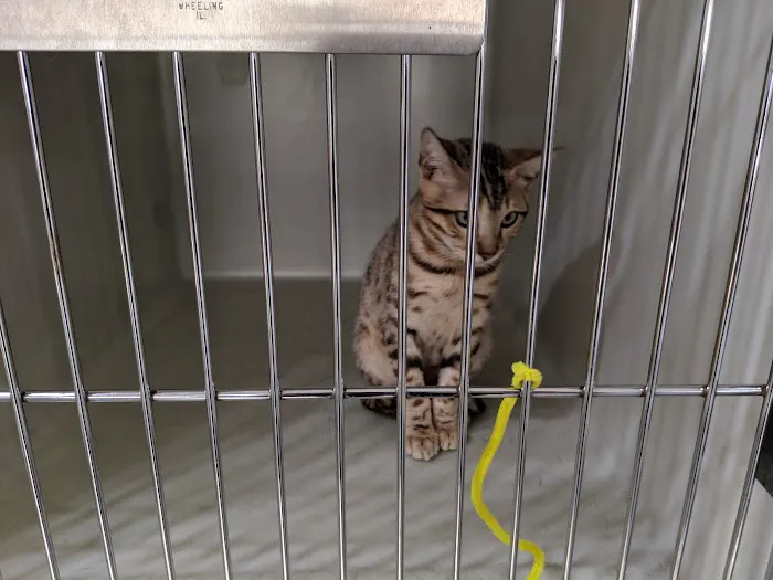 Flint Animal Hospital/ Driving Park Animal Hospital 12