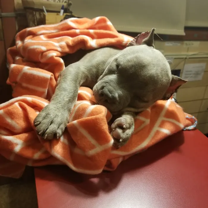 Flint Animal Hospital/ Driving Park Animal Hospital 12