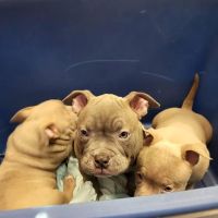 Flint Animal Hospital/ Driving Park Animal Hospital ico