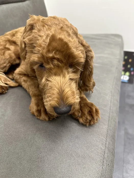 PAWS Veterinary Urgent Care 3