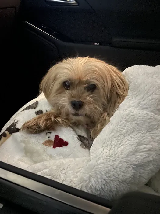 PAWS Veterinary Urgent Care 10