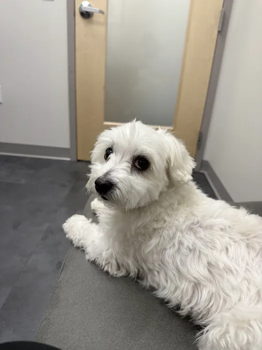 PAWS Veterinary Urgent Care 9