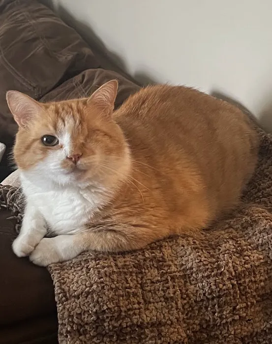 PAWS Veterinary Urgent Care 8