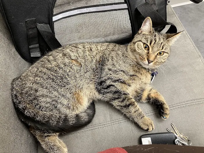 PAWS Veterinary Urgent Care 4