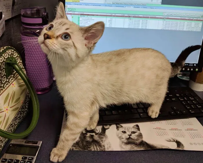 Lifetime Pet Wellness Center 12