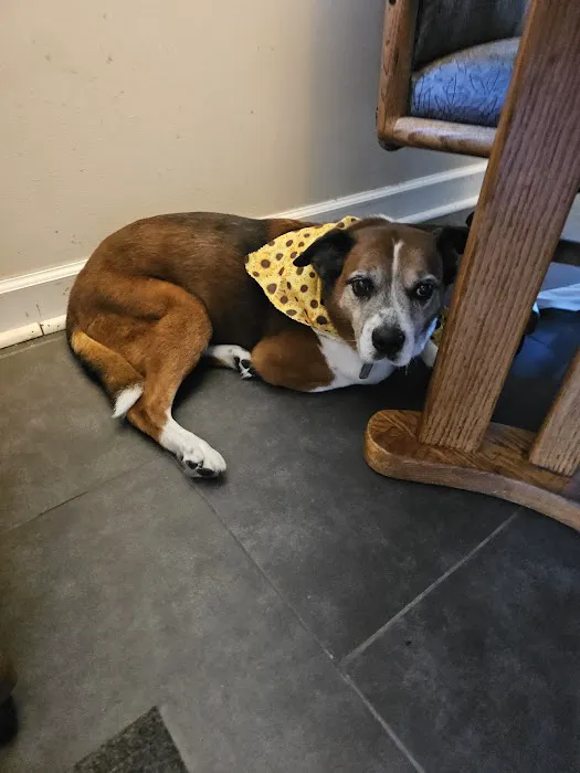 Lifetime Pet Wellness Center 12