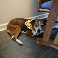 Lifetime Pet Wellness Center ico