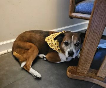 Lifetime Pet Wellness Center