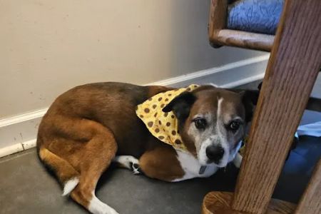 Lifetime Pet Wellness Center
