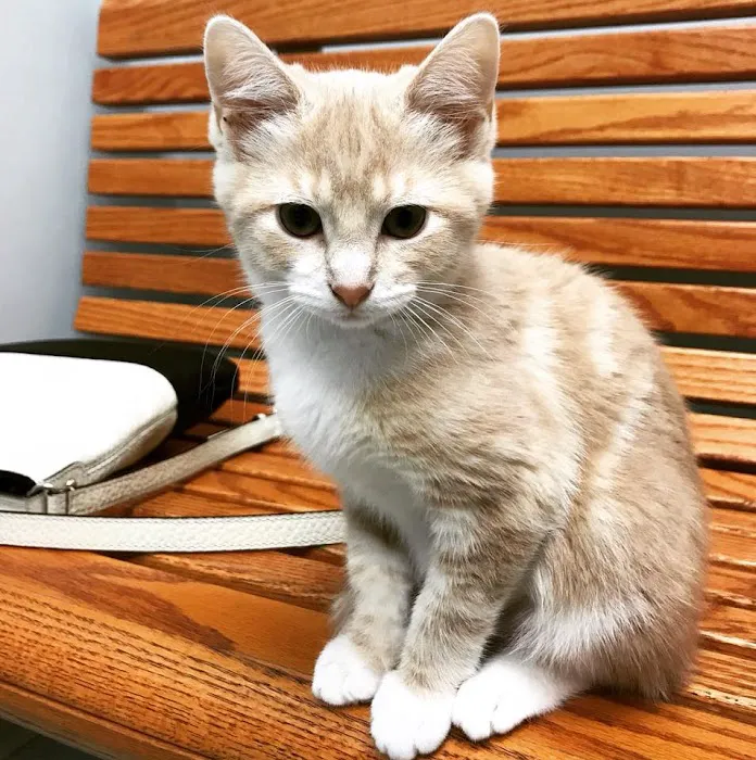 Lifetime Pet Wellness Center 12