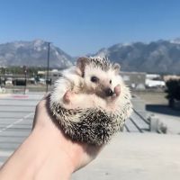 Quills and Roses ico