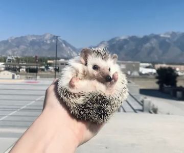 Quills and Roses