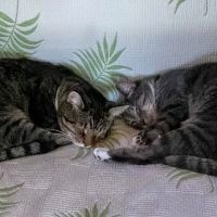 James Herriot Mobile Veterinary Service ico