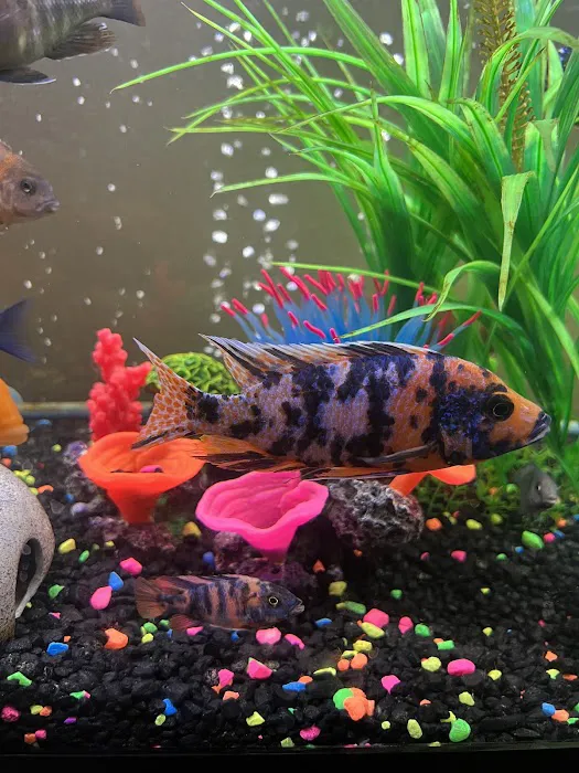 Allred Aquatics 12