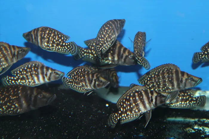 Allred Aquatics 12