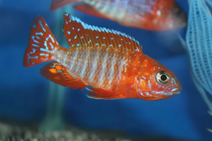 Allred Aquatics 12