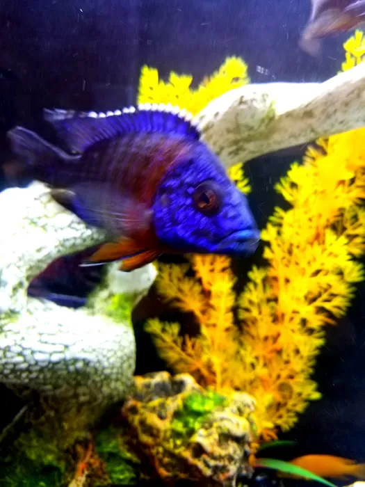 Allred Aquatics 12