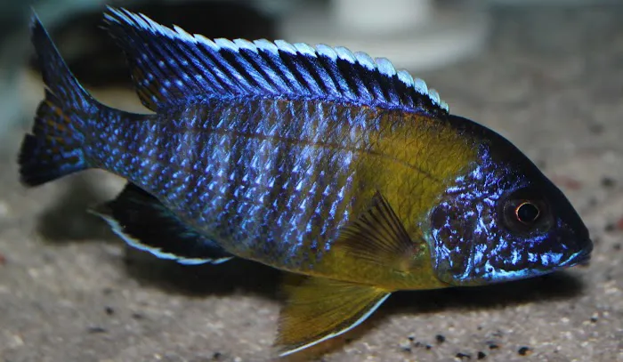 Allred Aquatics 12