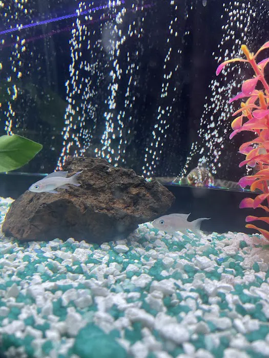 Allred Aquatics 12